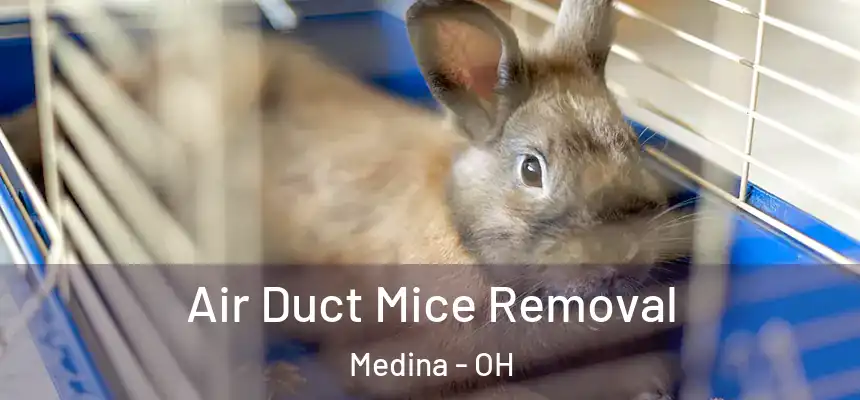  Air Duct Mice Removal Medina - OH